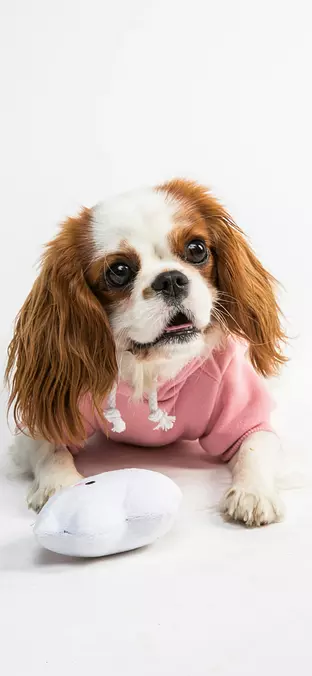 Cavalier King Charles Spaniel