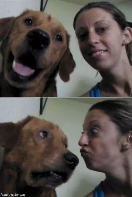 Whats Going On Dog
