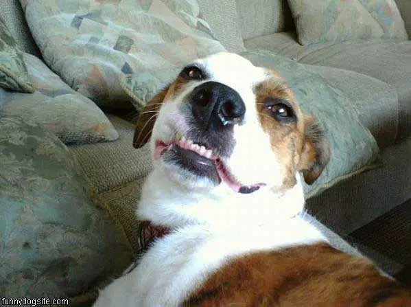 Smile Dog