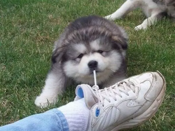 Tug Tug