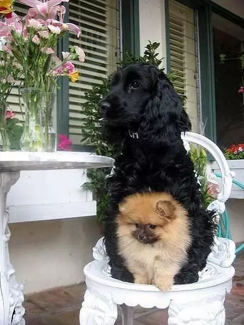 Dog Stacking