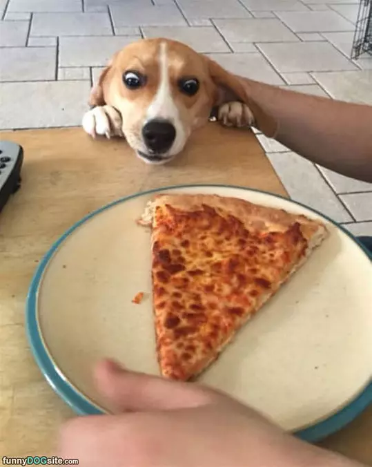 Can I Have A Slice