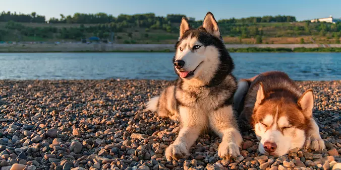 Siberian Husky dogs