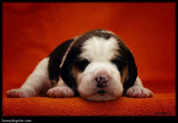 Cute Sleeping Puppy