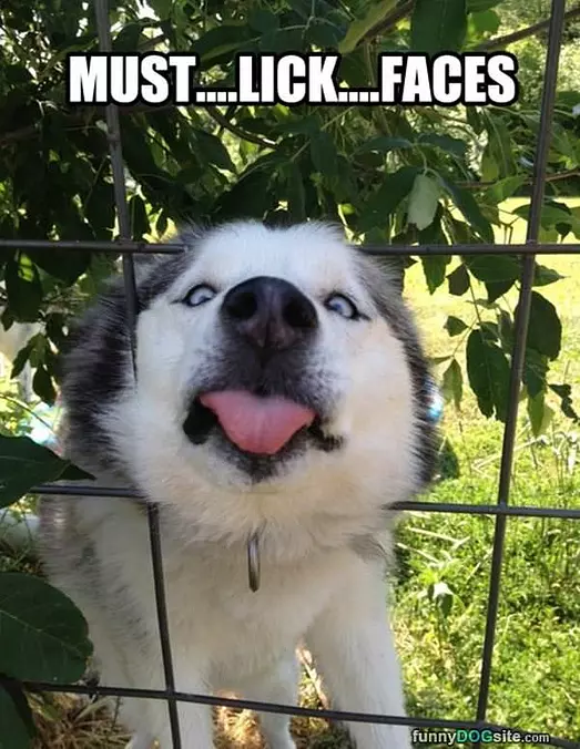 Must Lick Faces