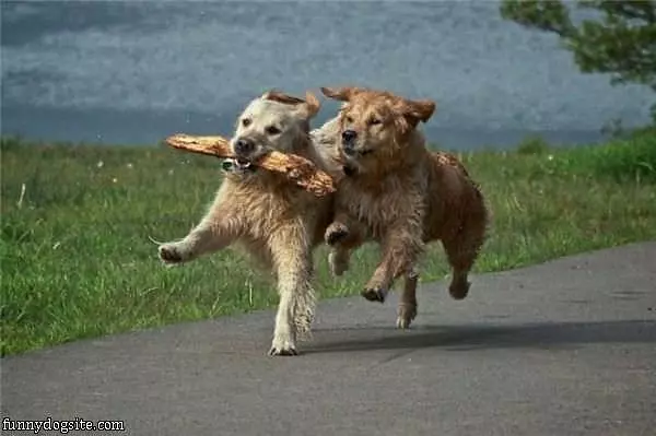 Stick Chasing