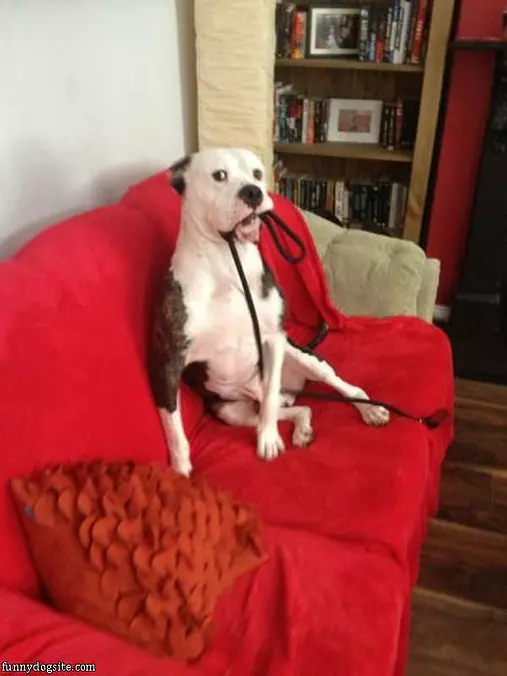 Lets Go On A Walk Now