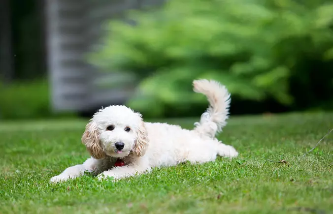 White Poodle (Miniature)