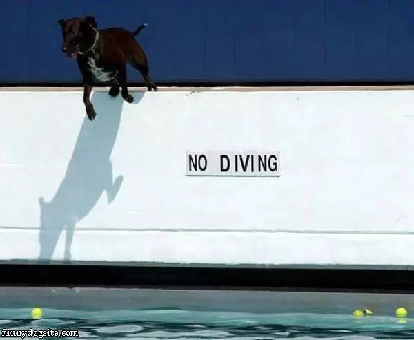 No Diving Dog