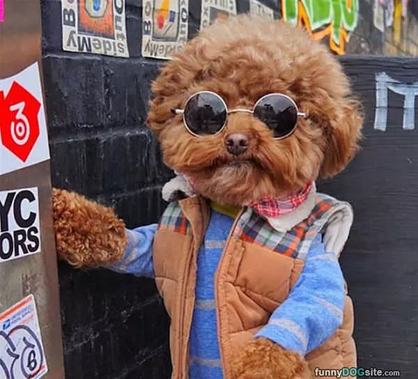 The Coolest Dog On The Block