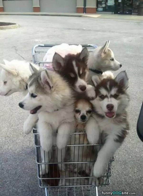 Basket Full Of Pups
