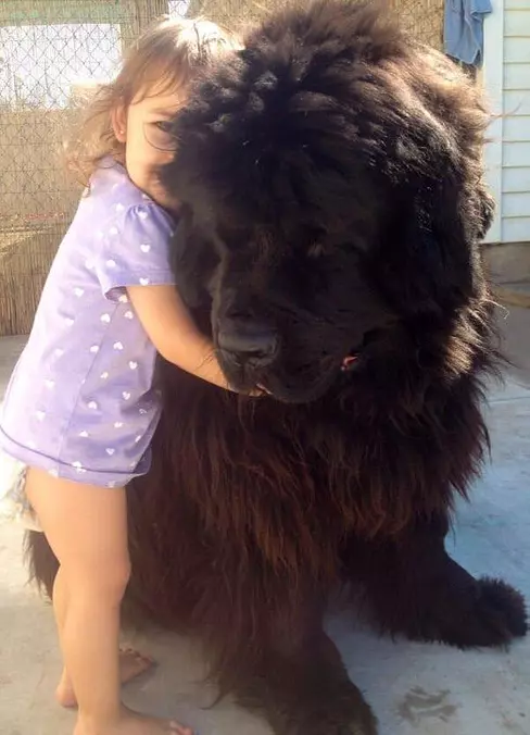My Little Puppy