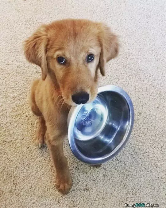 Can I Has Food Now Please