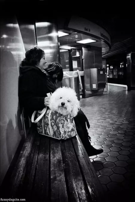A Doggie Bag