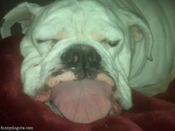 Sleepy Tongue