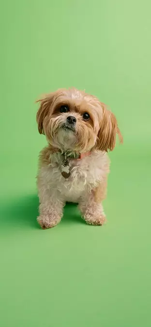 Shih Tzu