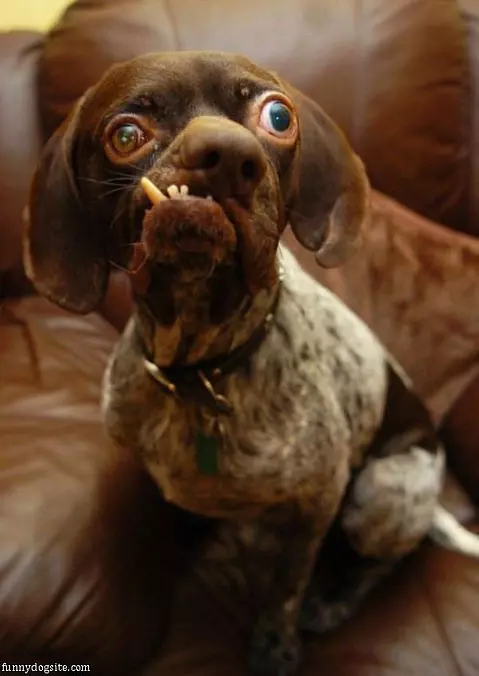Crazy Dog