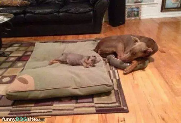 Little Dogs Rule