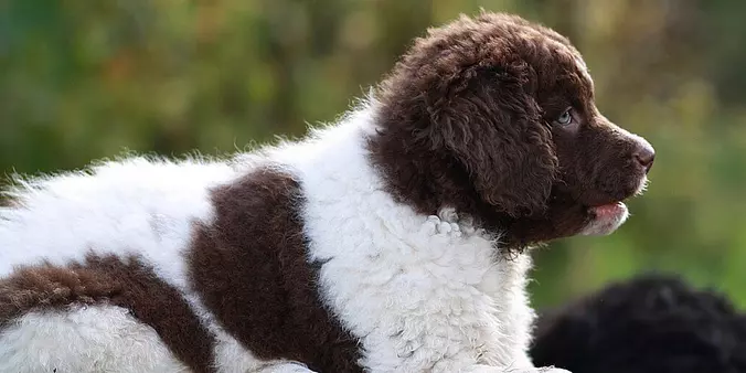 Wetterhoun puppy dog cute