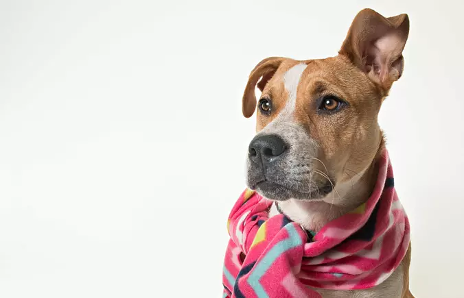 American Staffordshire Terrier