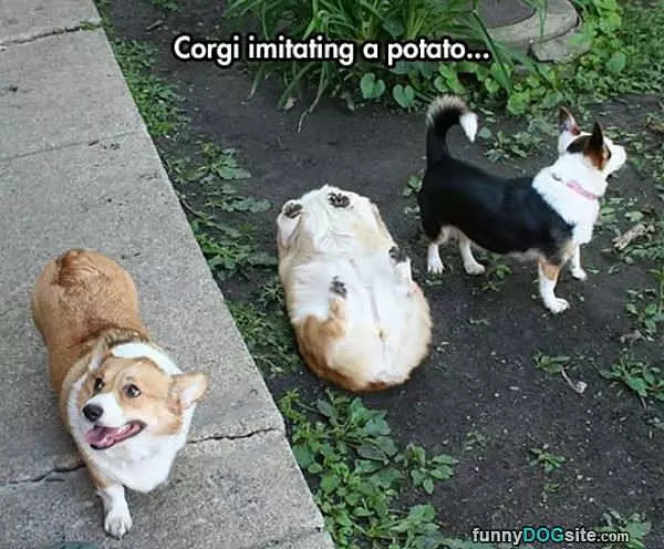 A Corgi Potato