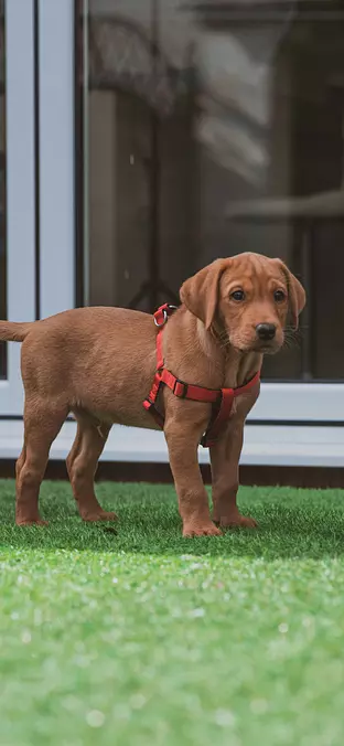 Labrador Retriever