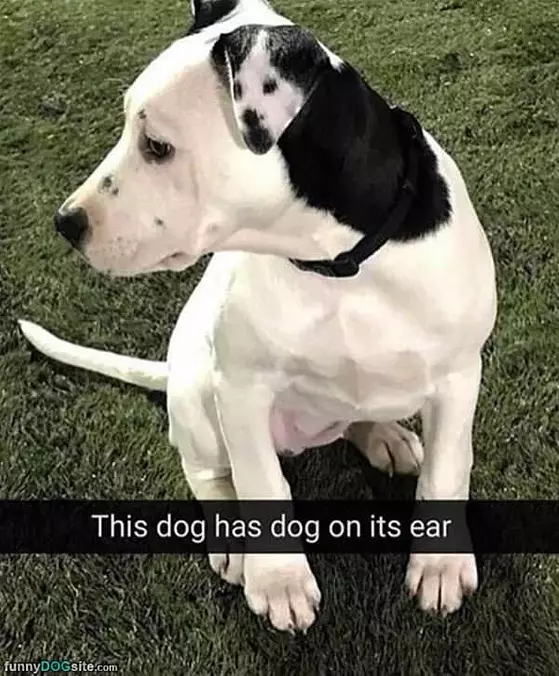 A Dog On A Dogs Ear