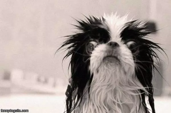 Wet Dog