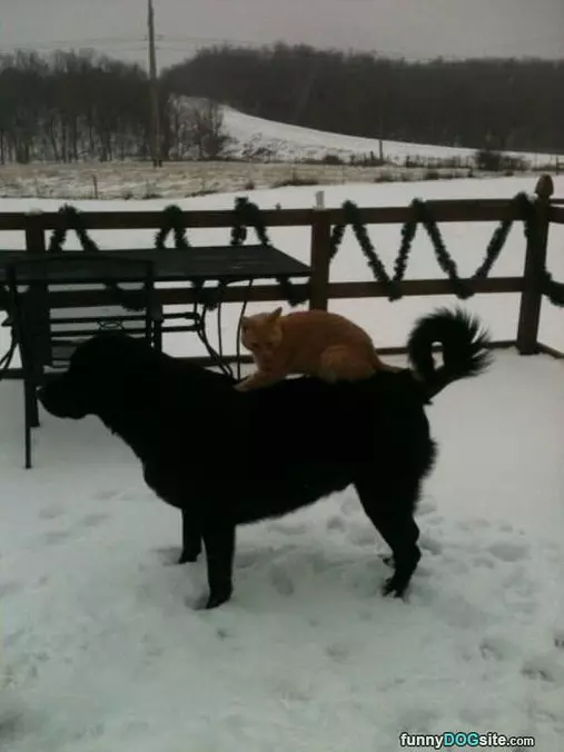 Like A Horse