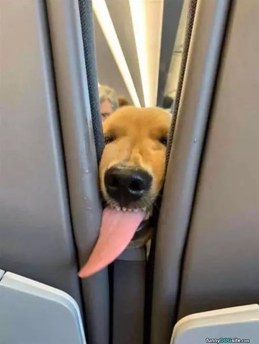Got Any Snacks