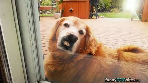 My Grrrrrrr Face