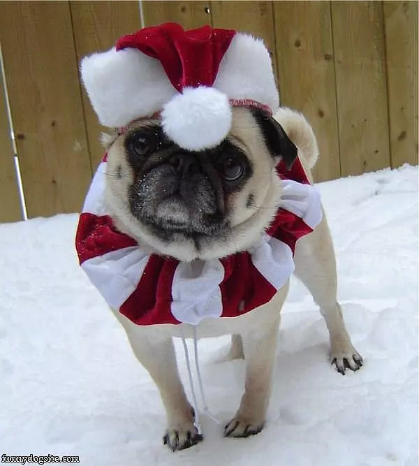 Santa Pug