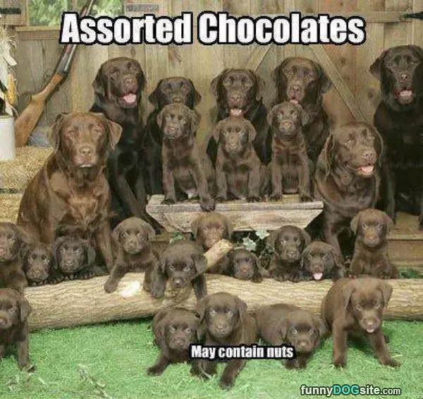 Chocolates