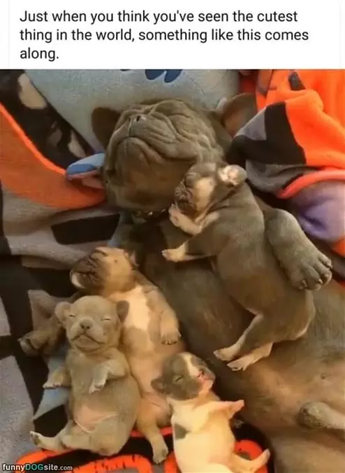 The Whole Family Taking A Nap