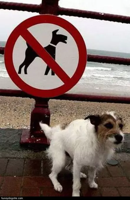Dog Dogs Allowed