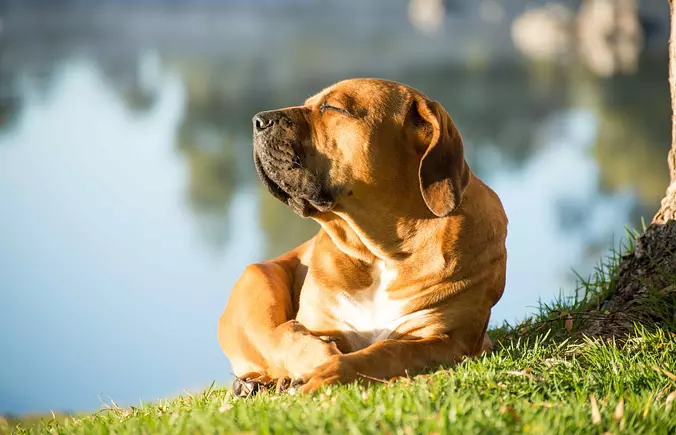boerboel