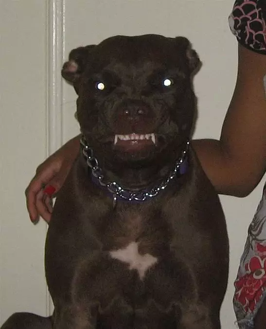 Berettas Silly Smile