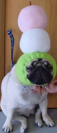 Ridiculous Pug Hat