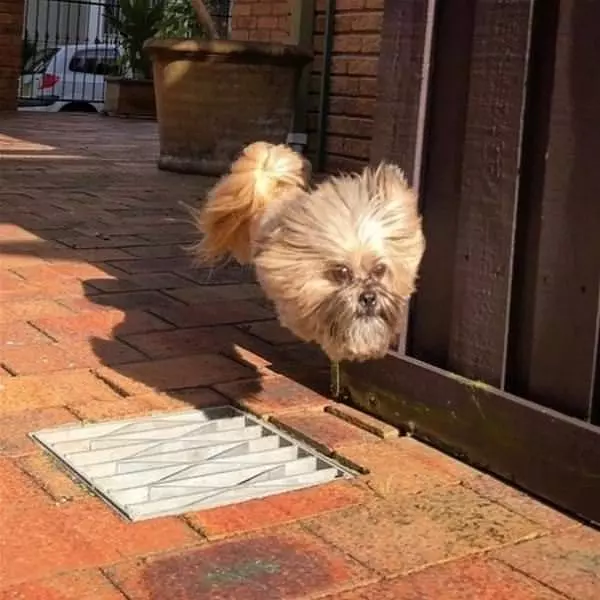 I Am A Flying Fluff