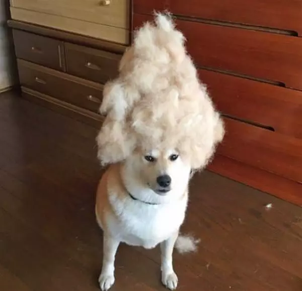 I Have A Fur Hat