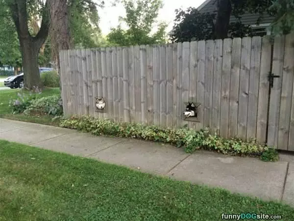These Dogs Have A Nice View
