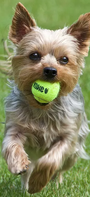Yorkshire Terrier