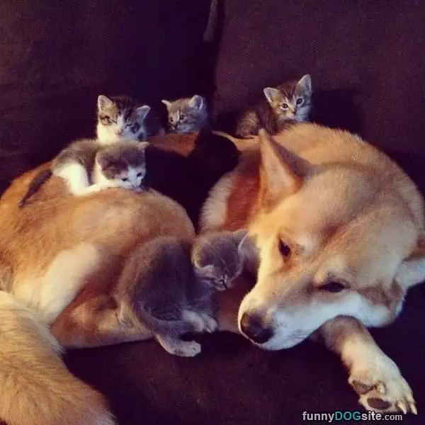 All These Kitties