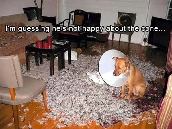 Not So Happy About The Cone