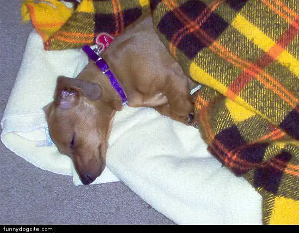 Sleeping Dog