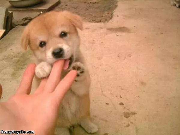 Little Puppy Nomming