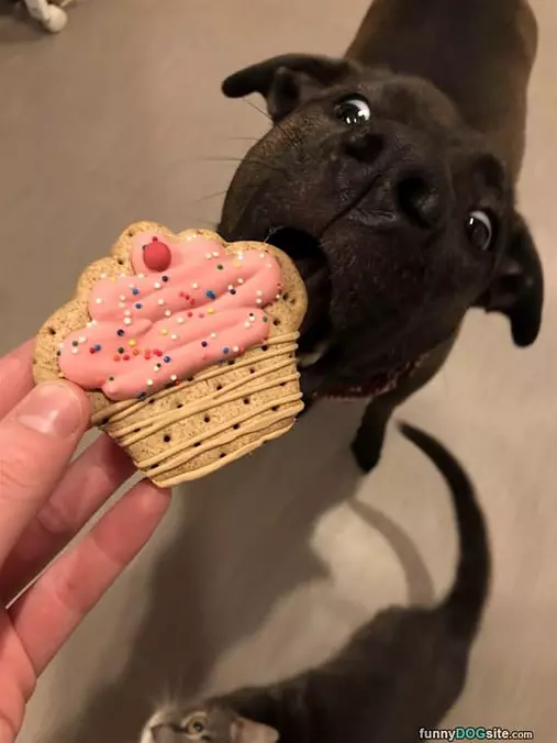 I Want A Snack