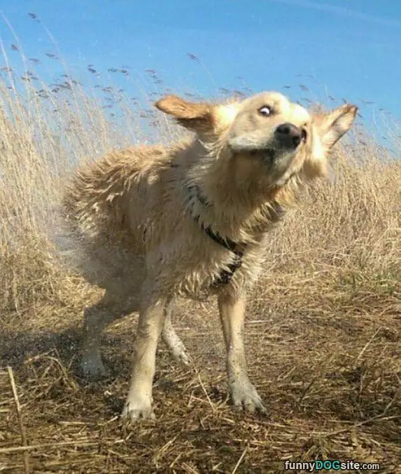 Shake It Off