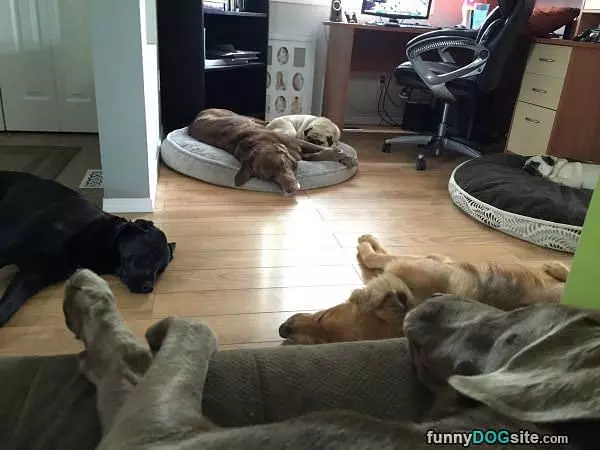 Passed Out Dogs Everywhere
