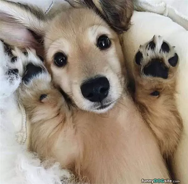 Paws Up